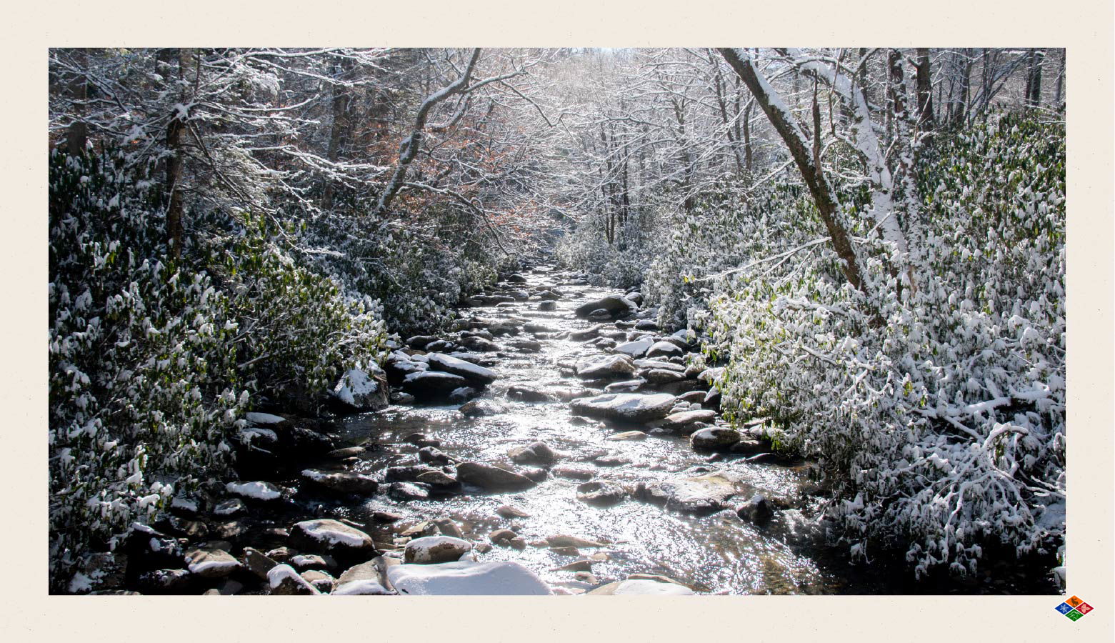 Creek in between snowy foliage in the mountains