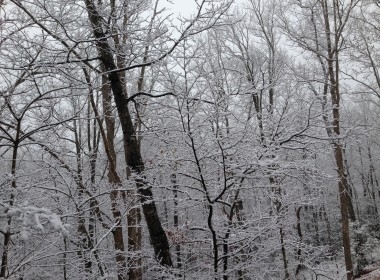 Snow in the trees.