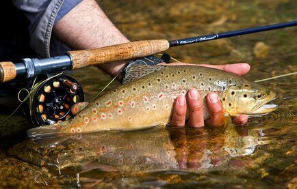 Fall for Trout Fishing in Gatlinburg, TN