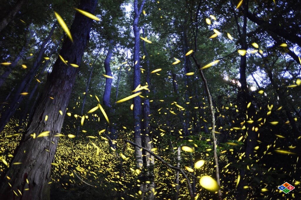 Synchronized Fireflies in Gatinburg TN