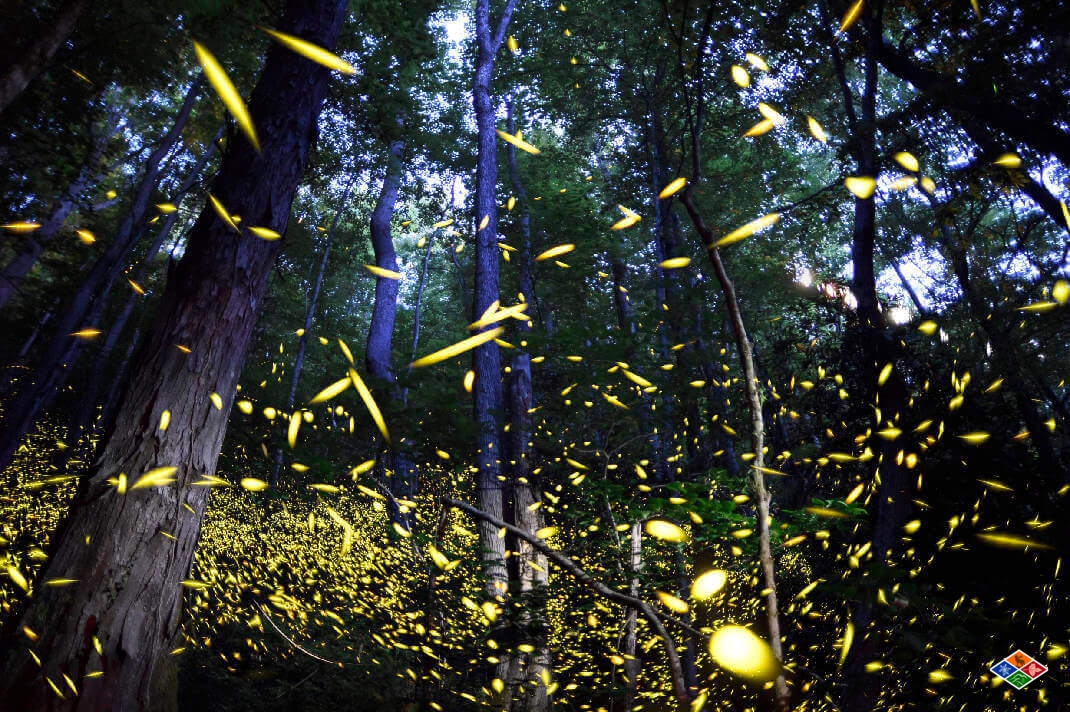 Where and When to See the Synchronized Fireflies in Gatlinburg