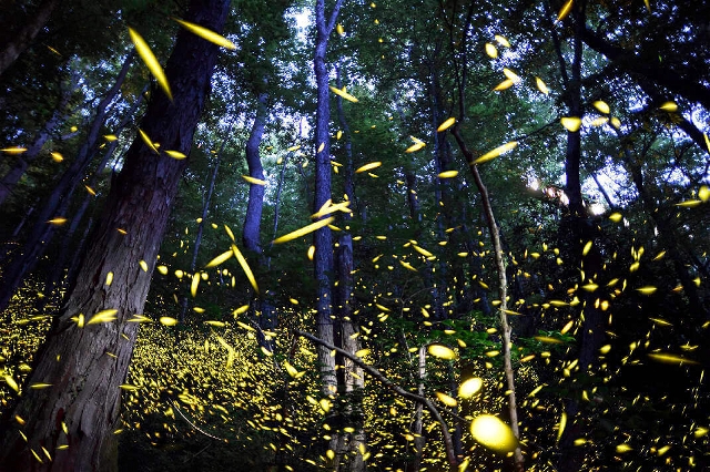 A Gatlinburg Must See: Synchronized Fireflies!