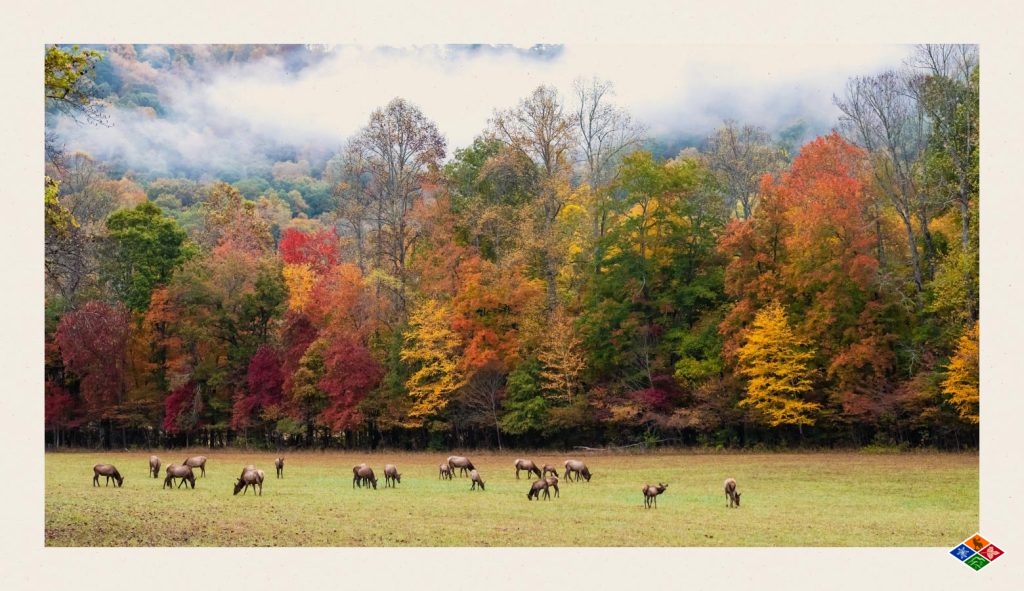 A photo of wildlife grazing in the Smoky Mountains. 