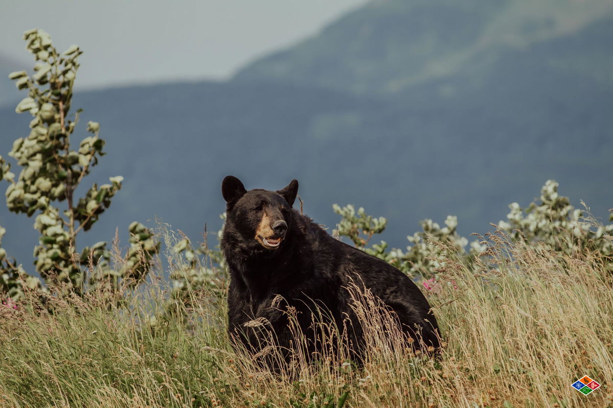 Gone Fishing Mother Black Bear With Cub In Fishing Backpack