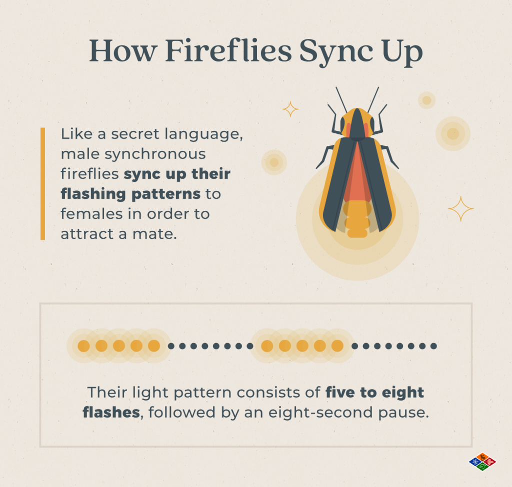 How the flashing pattern of a synchronous firefly works