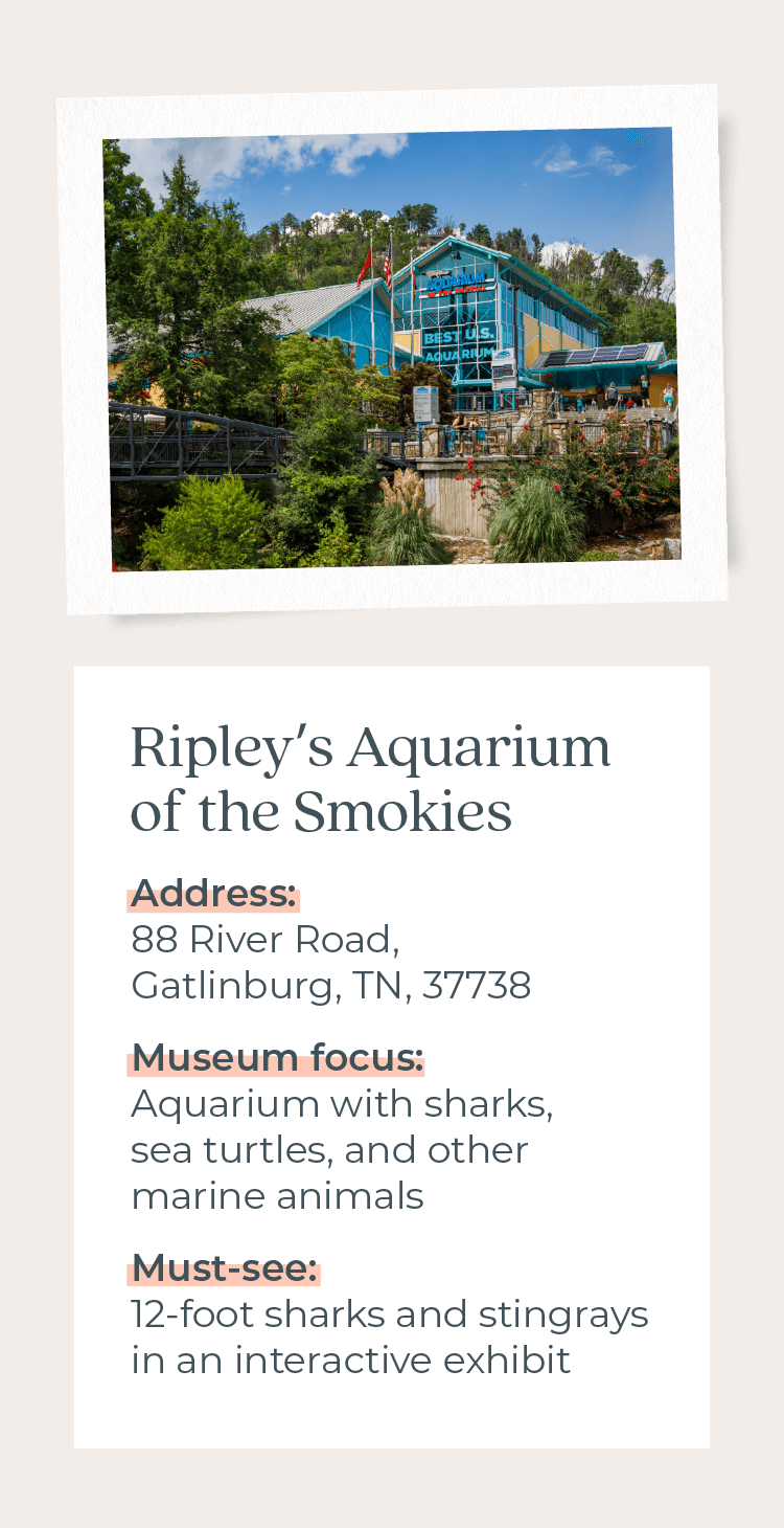 Ripley’s Aquarium of the Smokies with information on its address, museum focus, and must-see attraction.