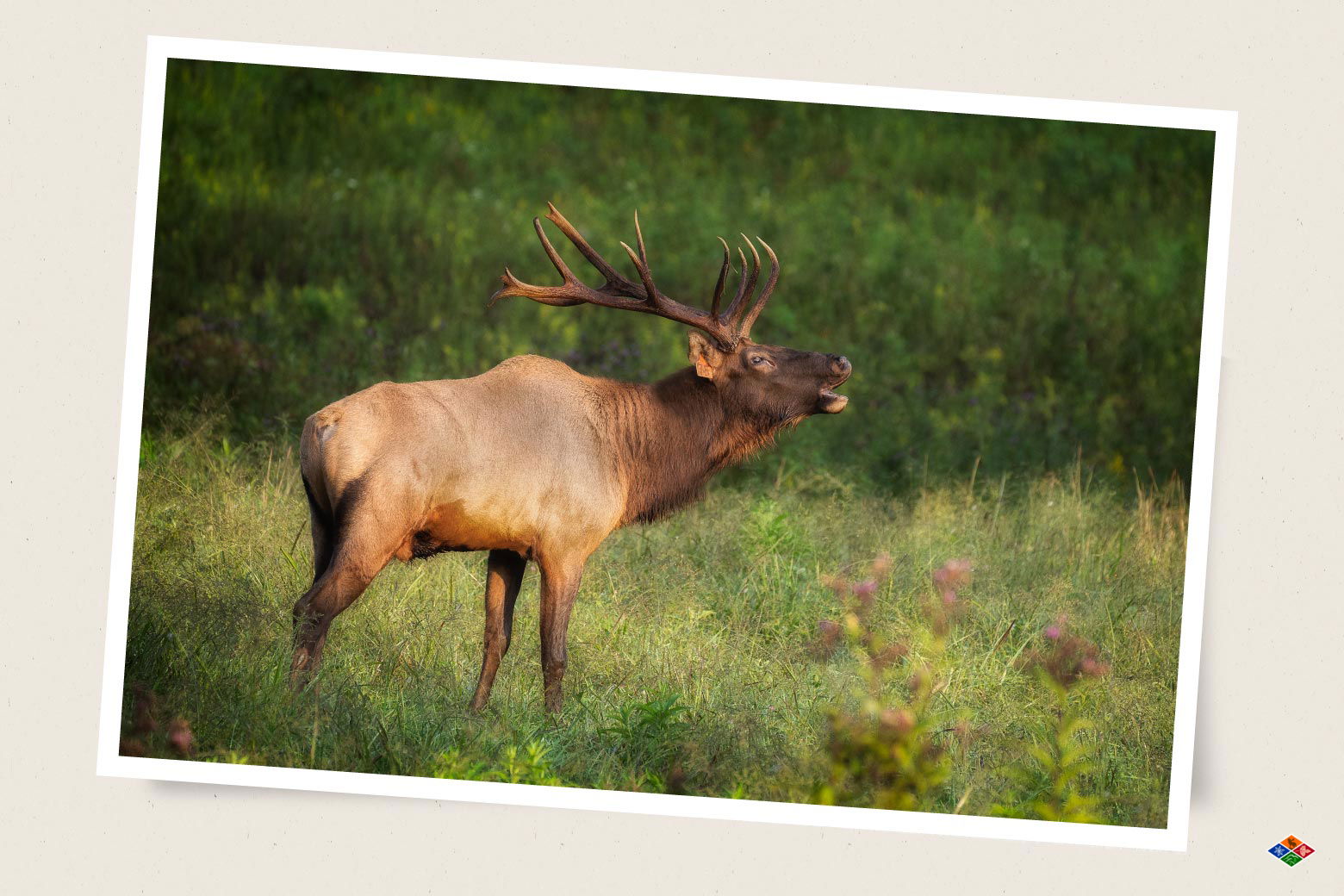 Elk walking around in Maggie Valley.