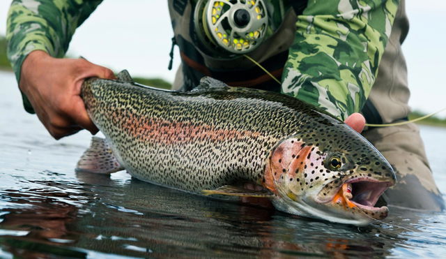 Where to fish for Trout in Gatilnburg?